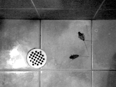 Kakkerlakken in de douche