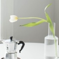 Witte tulp groeit naar licht, als een roeping